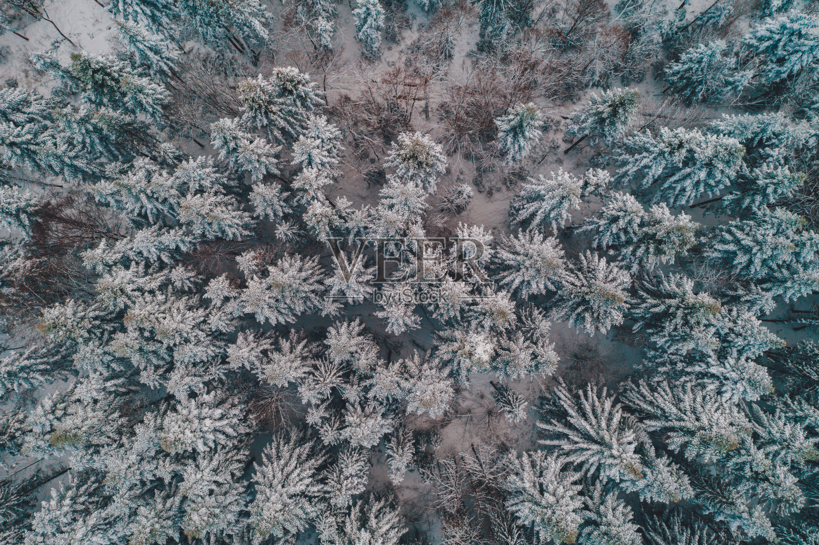 美丽的风景冬季森林与积雪覆盖的树木，鸟瞰。照片摄影图片
