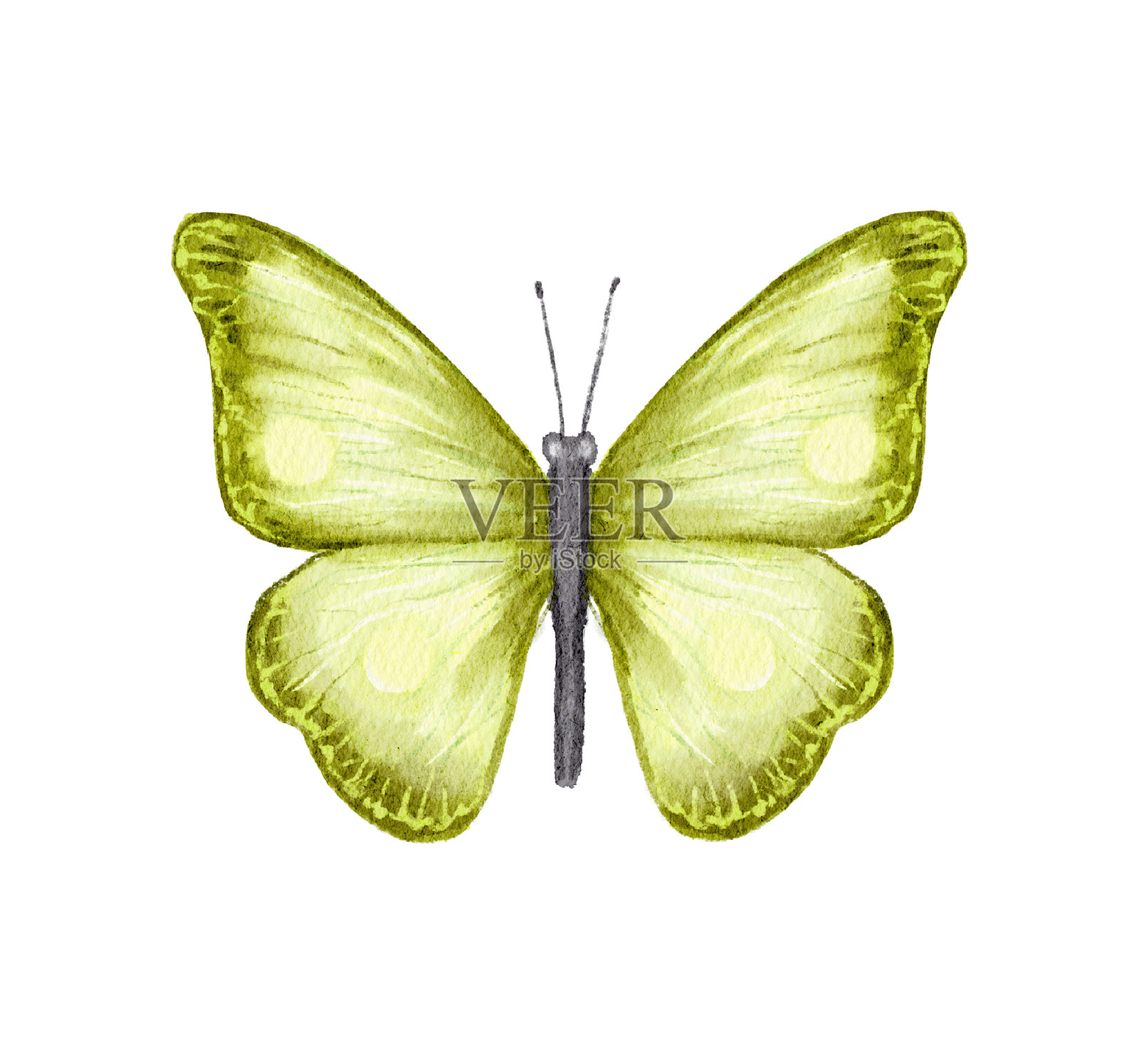 水彩插图与绿色蝴蝶插画图片素材