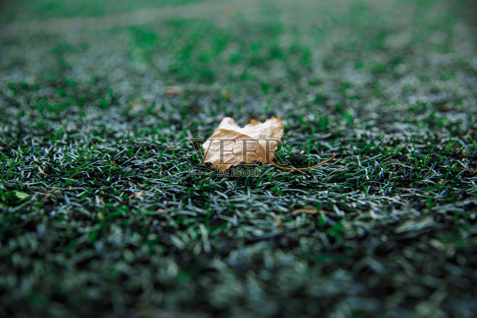 一片黄色的枫叶躺在足球场的人造草皮上照片摄影图片