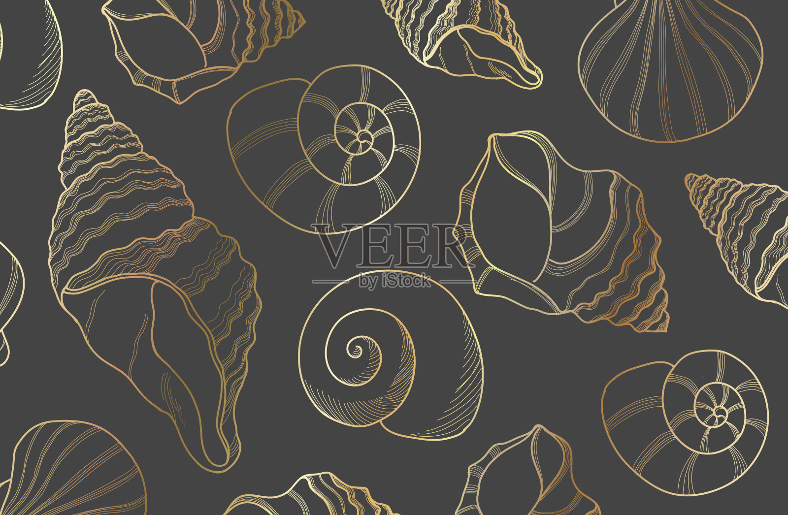 优雅的金线海贝壳，插画图片素材