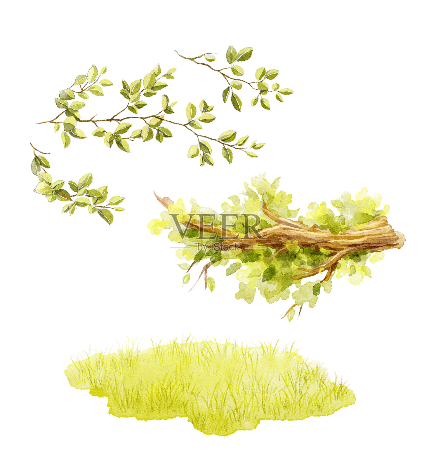 水彩绿色的树华丽的树枝，树叶和草插画图片素材