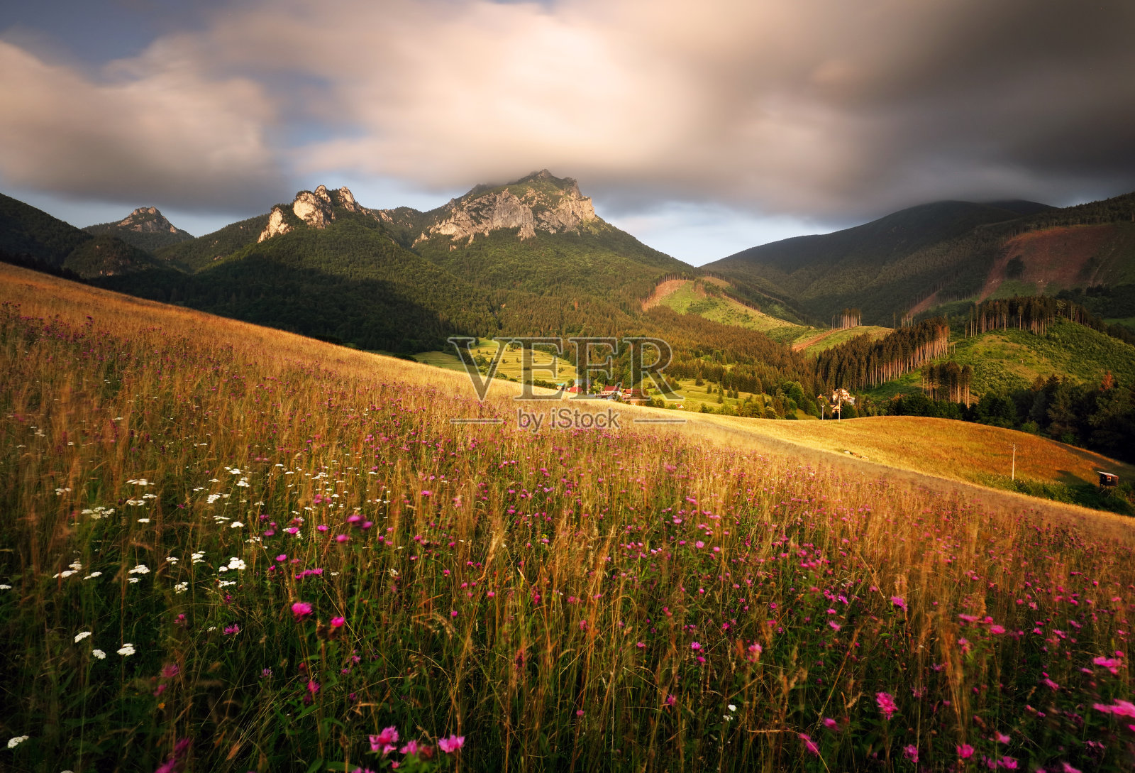 在斯洛伐克山的夏季草地野花，特尔乔瓦照片摄影图片