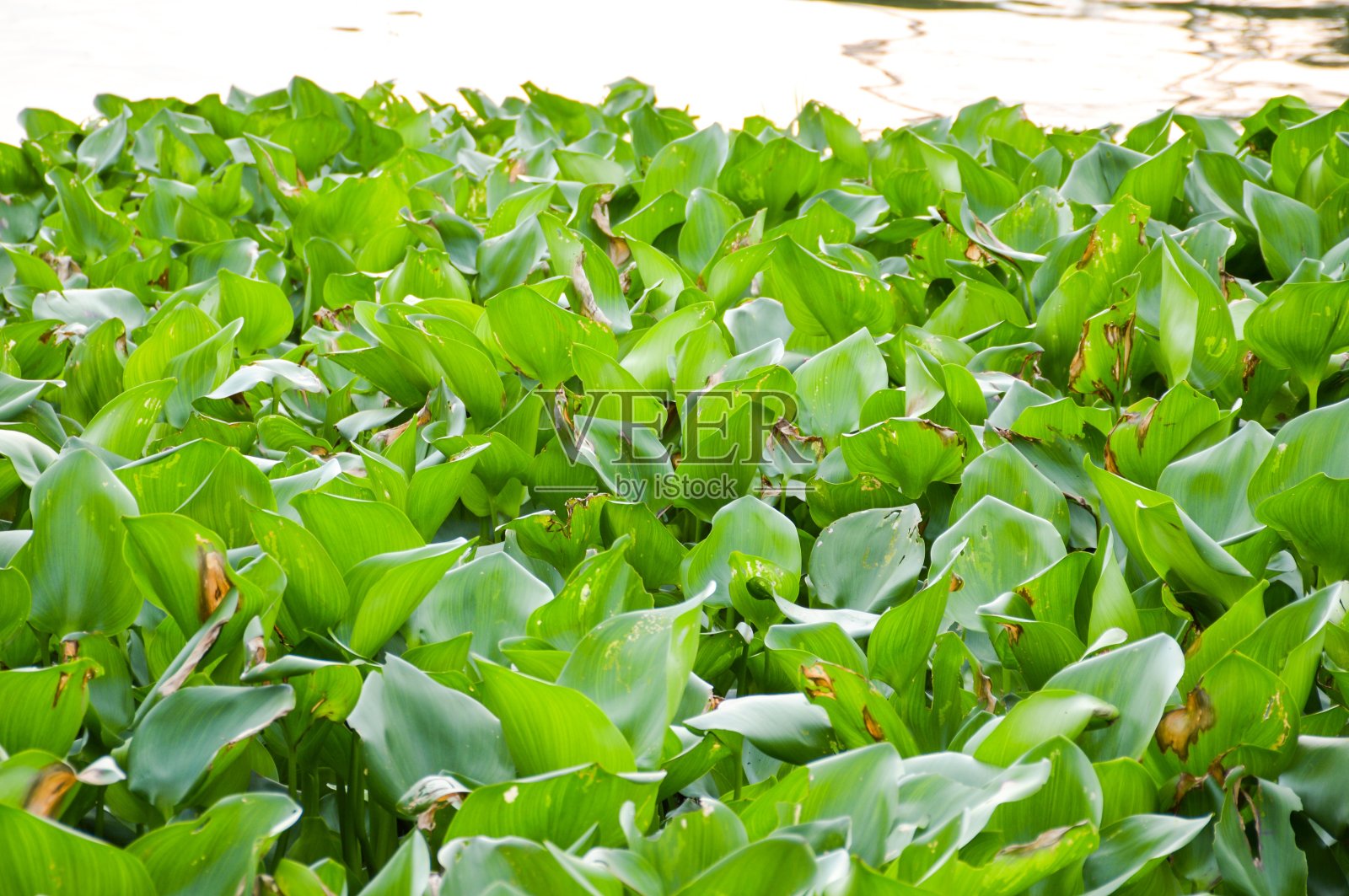 新鲜的绿色水葫芦植物在自然花园照片摄影图片