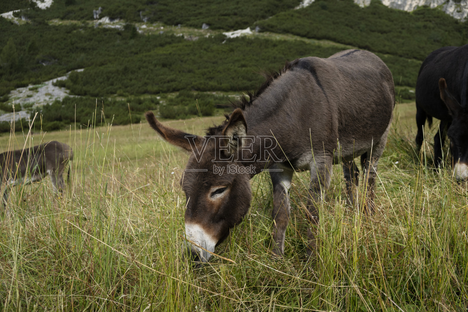放牧驴照片摄影图片