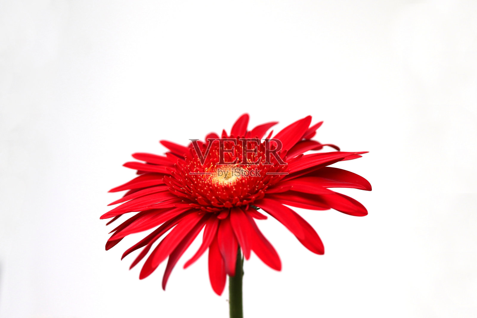 红色非洲菊花在白色的背景照片摄影图片