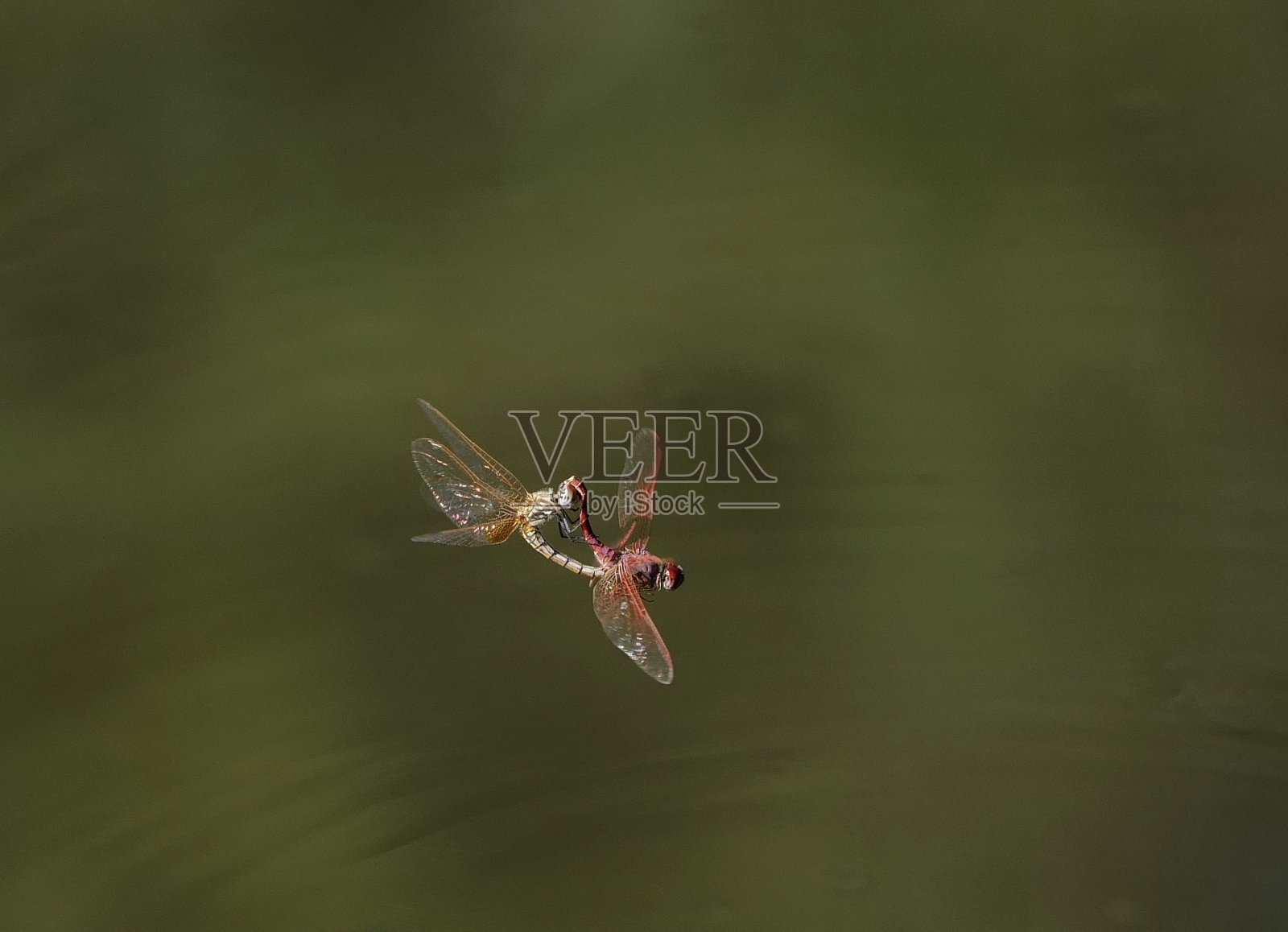 蜻蜓紫滴在飞行中。在连系动词。照片摄影图片