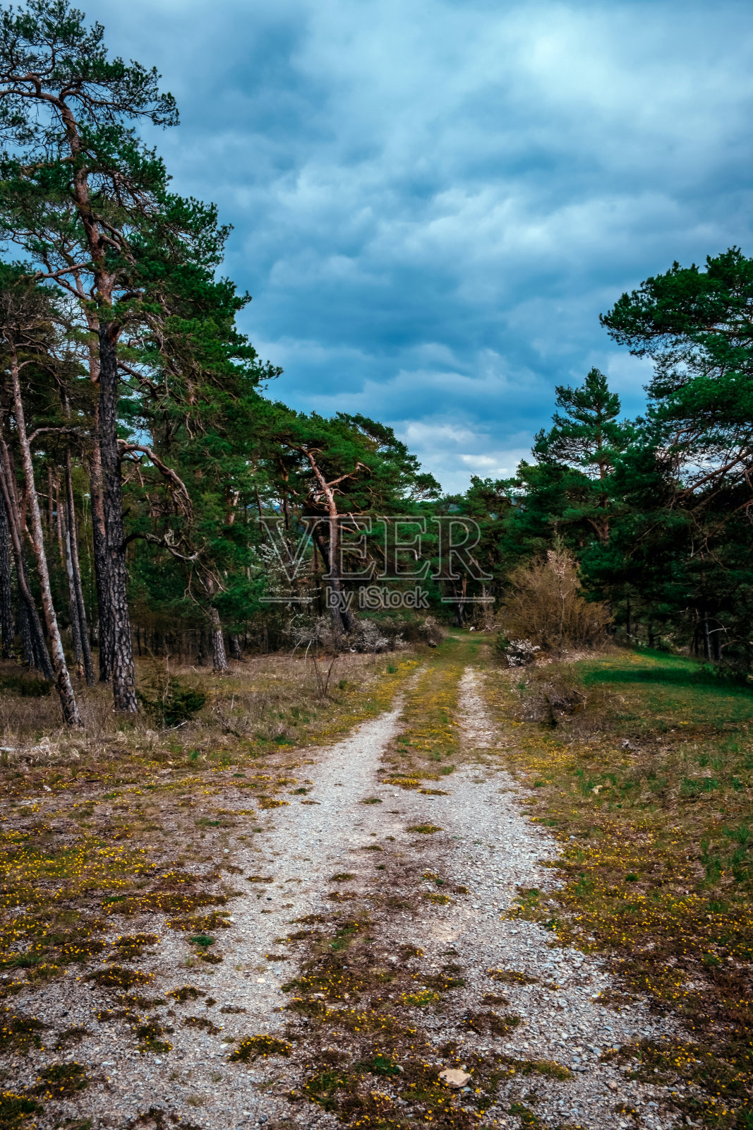 这条小路在阴天穿过森林照片摄影图片