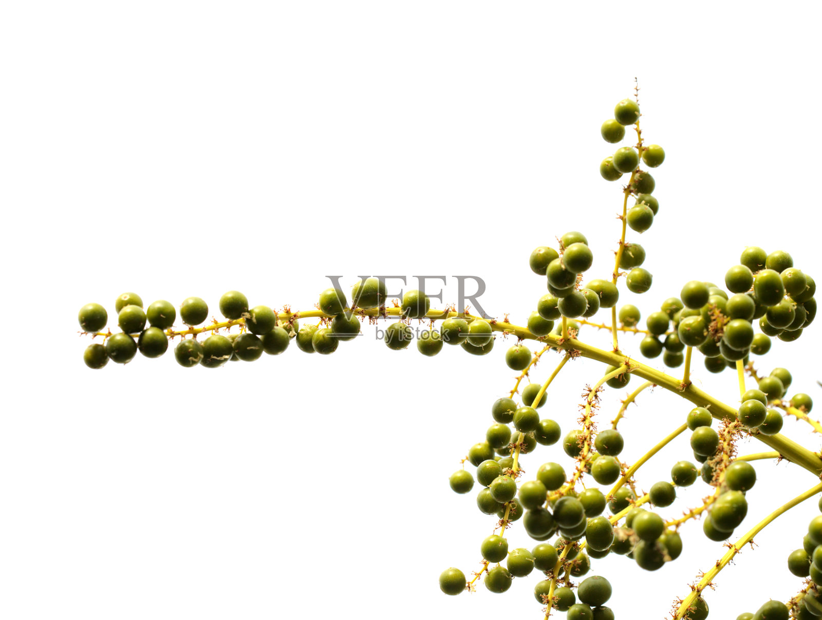 大卡纳利的植物群-龙血龙，加那利群岛龙树，绿色的果实
在白色背景上隔离照片摄影图片
