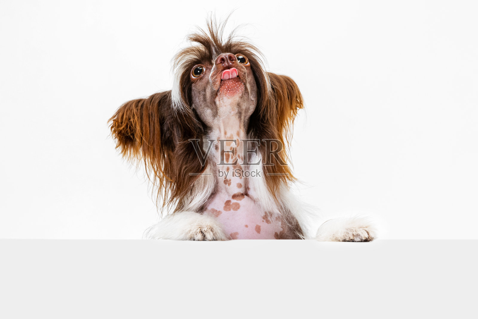 可爱可爱的纯种狗的肖像，中国冠毛狗在白色的工作室背景下摆出孤立的姿势。照片摄影图片