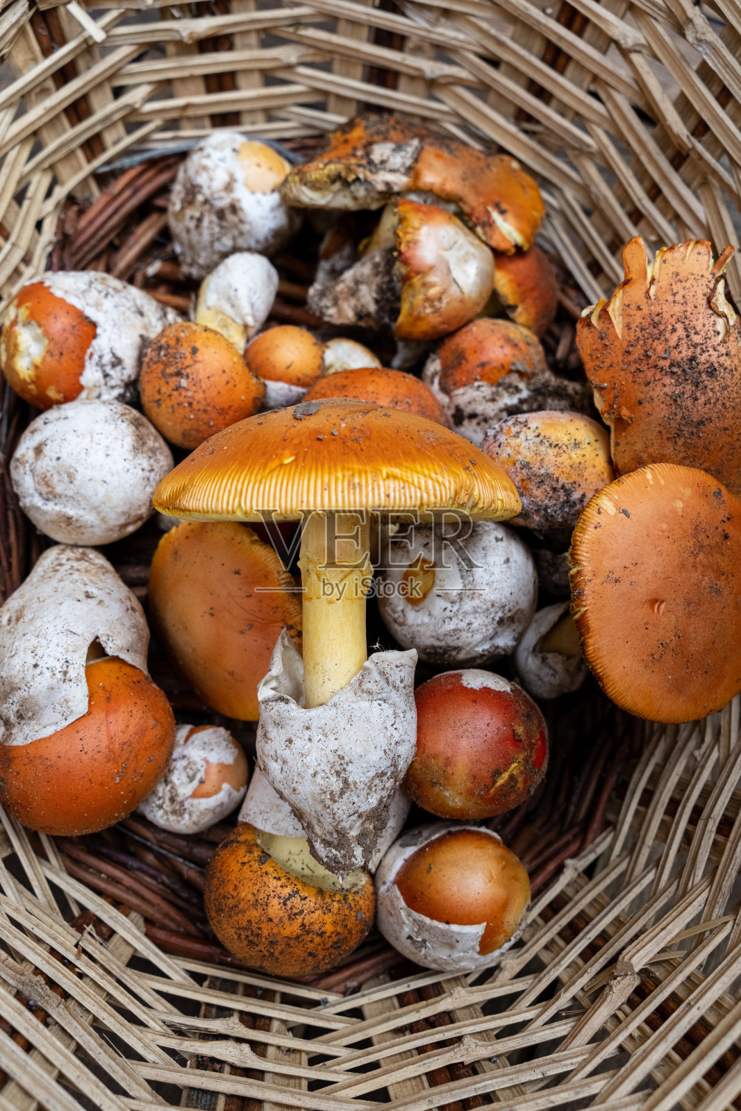 柳条篮子里的凯撒蘑菇。采集的食用鹅膏菌的垂直图片。照片摄影图片
