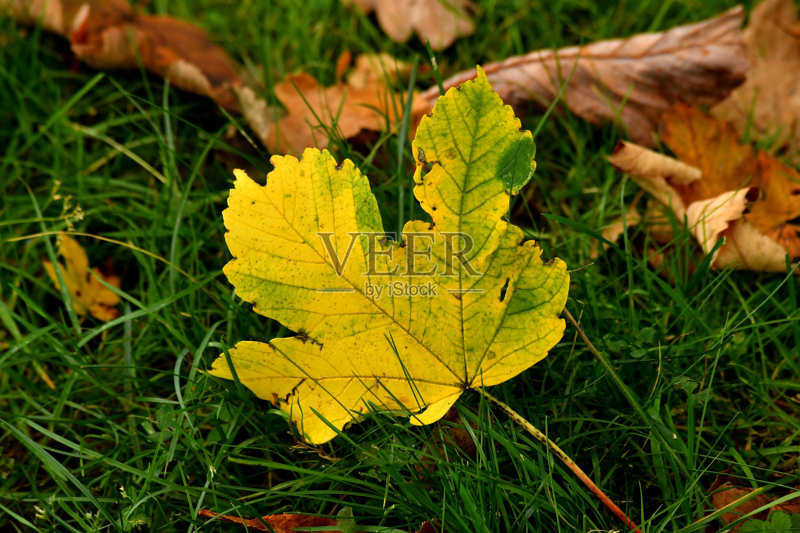 草地上秋天的彩色枫叶照片摄影图片