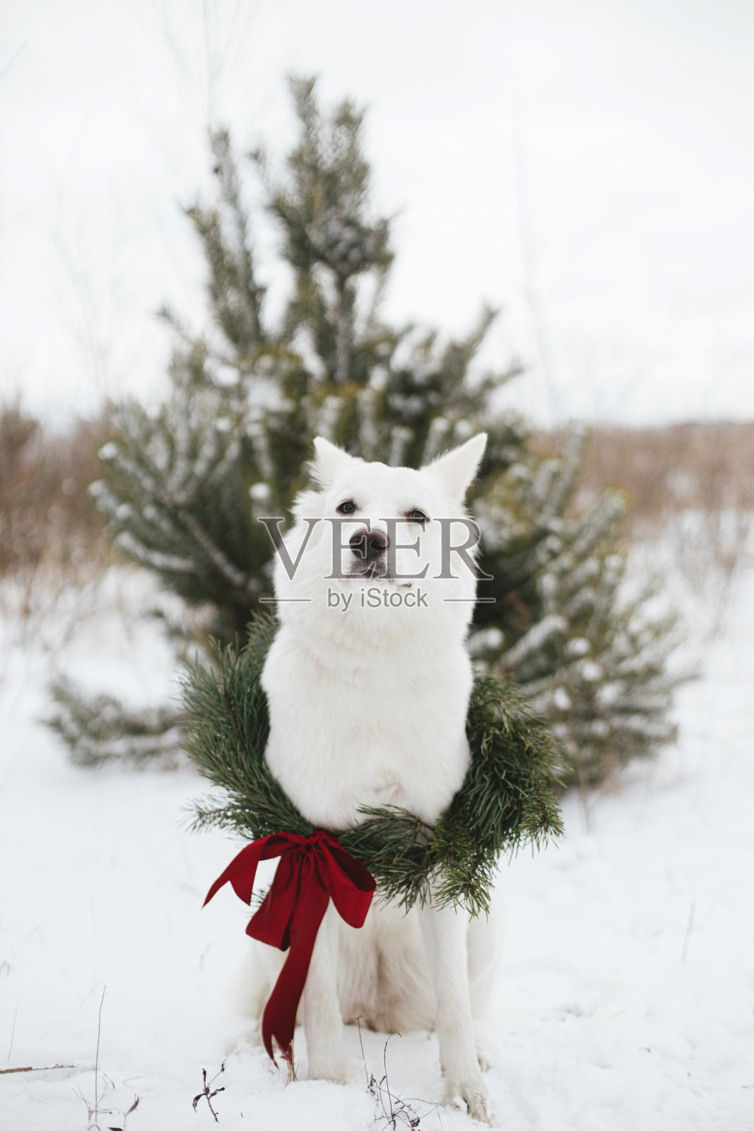 可爱的小狗在圣诞花环里坐在雪地里过冬。可爱的白色瑞士牧羊犬穿着时尚的圣诞花环和红色的蝴蝶结在雪松树。圣诞快乐!在乡村度假照片摄影图片