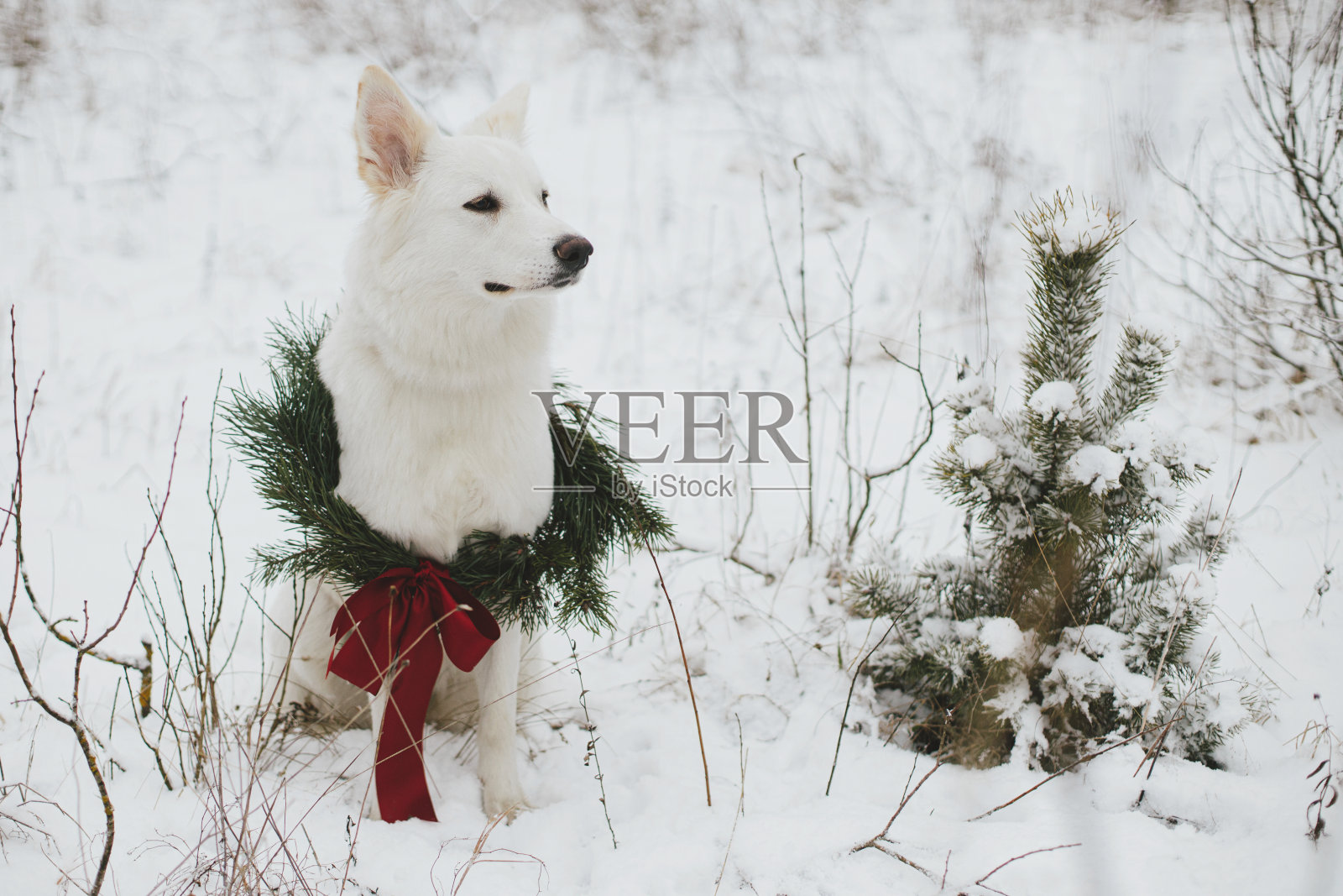 圣诞快乐!可爱的小狗在圣诞花环里坐在雪地里过冬。可爱的白色狗的肖像在时尚的圣诞花环与红色的蝴蝶结在雪松树。冬天的假期。空间的文本照片摄影图片