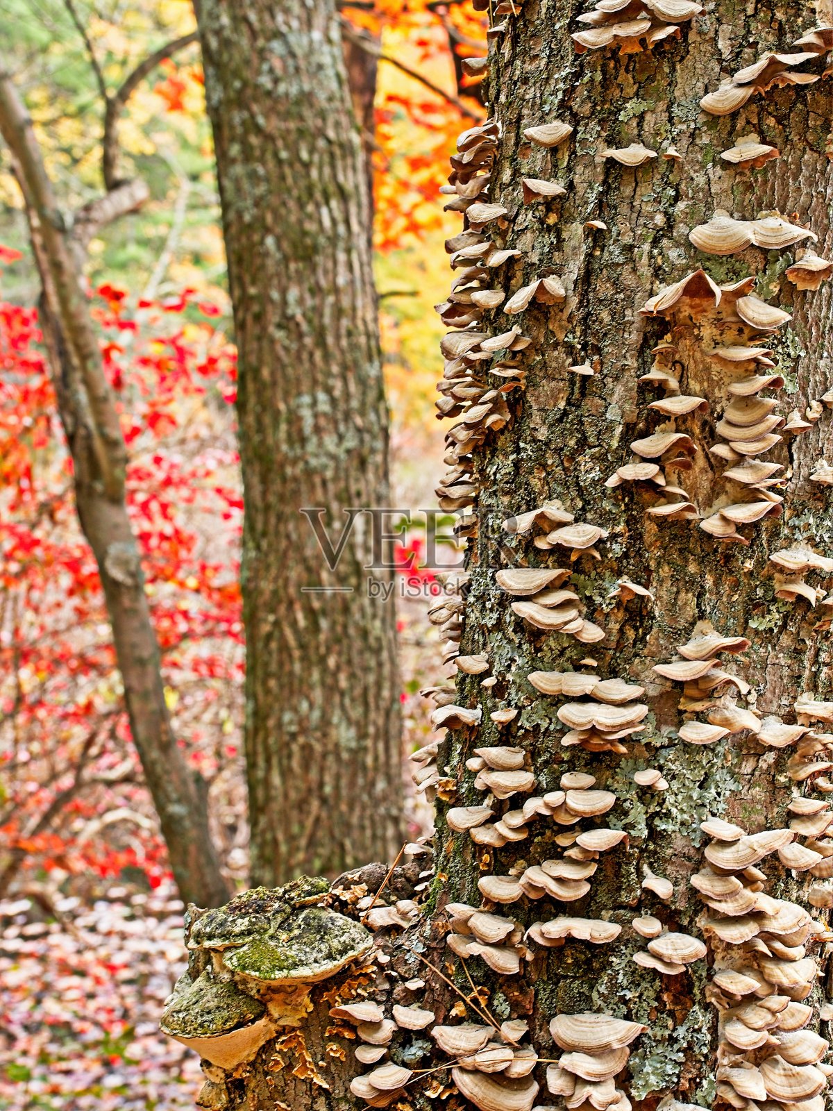 法恩斯沃斯保护区的小径上，秋天的树木颜色和其他植物群。法恩斯沃斯保护区是马萨诸塞州北安多弗埃塞克斯县的保护区绿地照片摄影图片