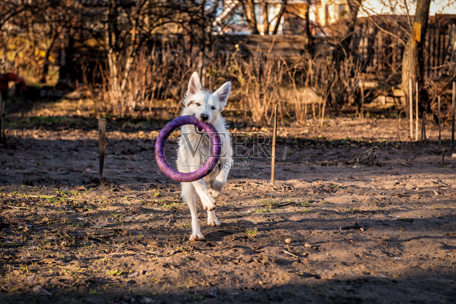 白色的狗在玩紫色的圆圈照片摄影图片