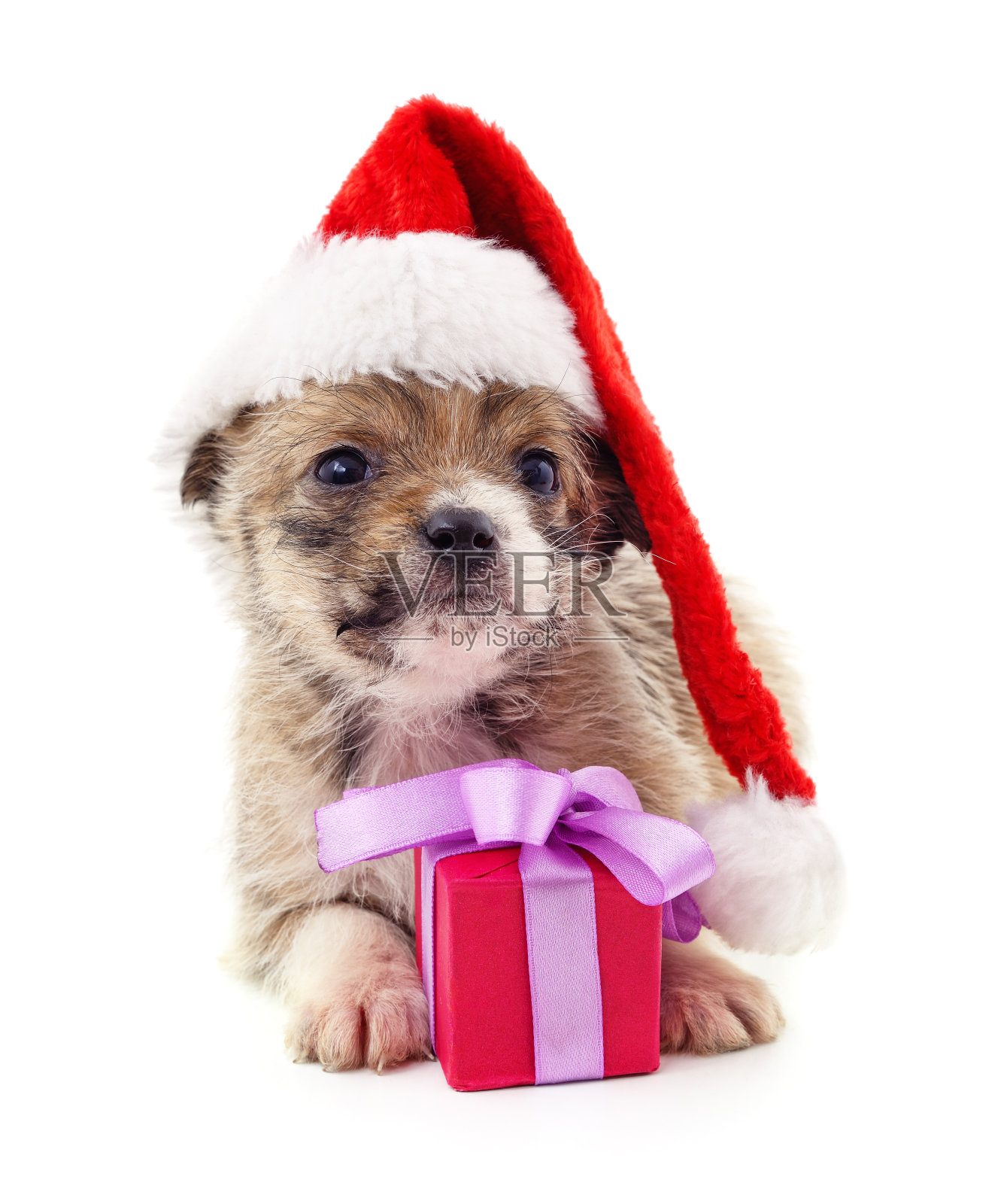 戴着圣诞帽，带着礼物的狗。照片摄影图片