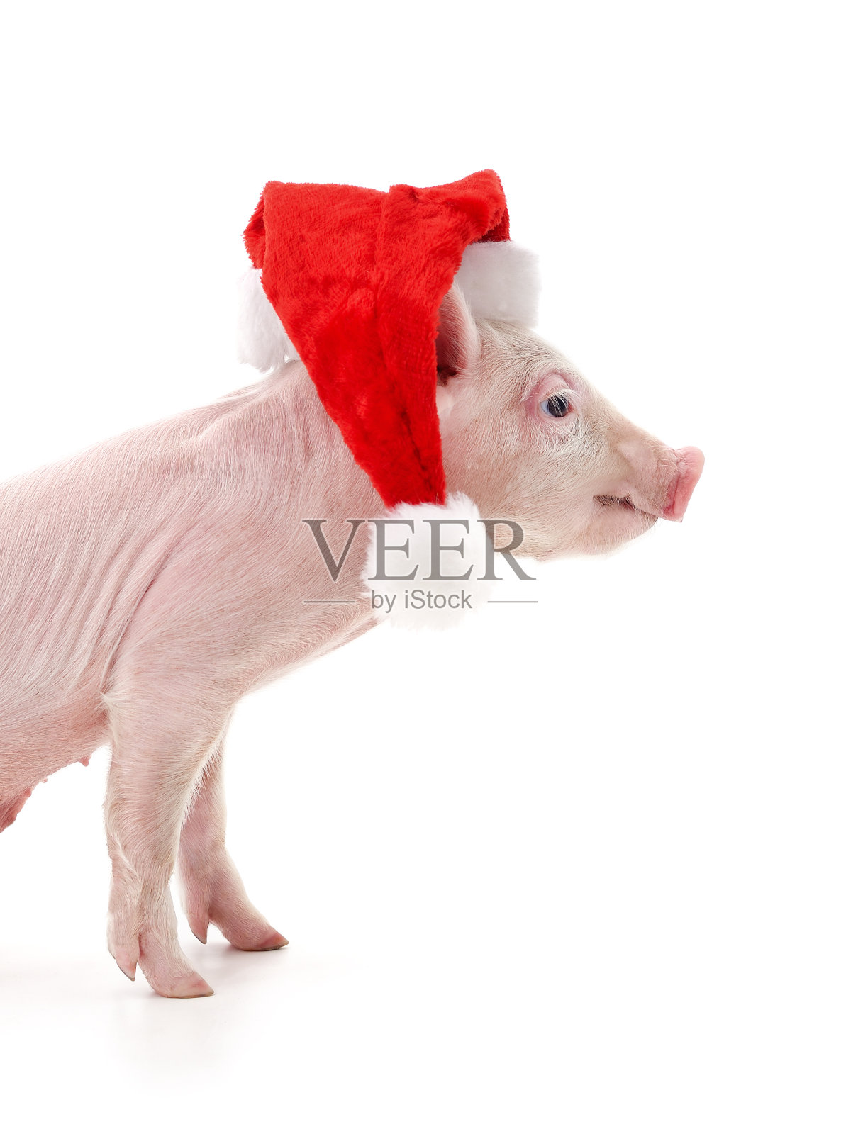 小猪戴着圣诞帽。照片摄影图片