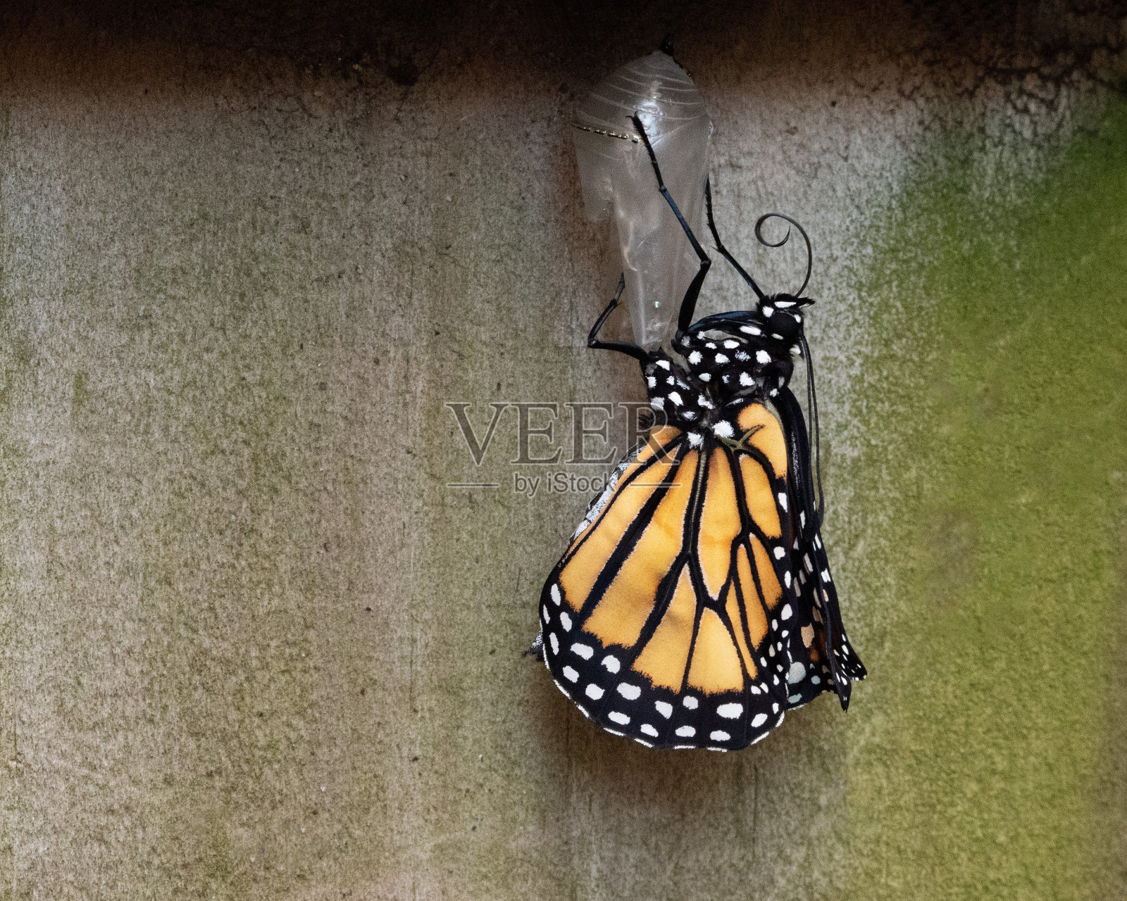 黑脉金斑蝶正在矫正新羽翼照片摄影图片