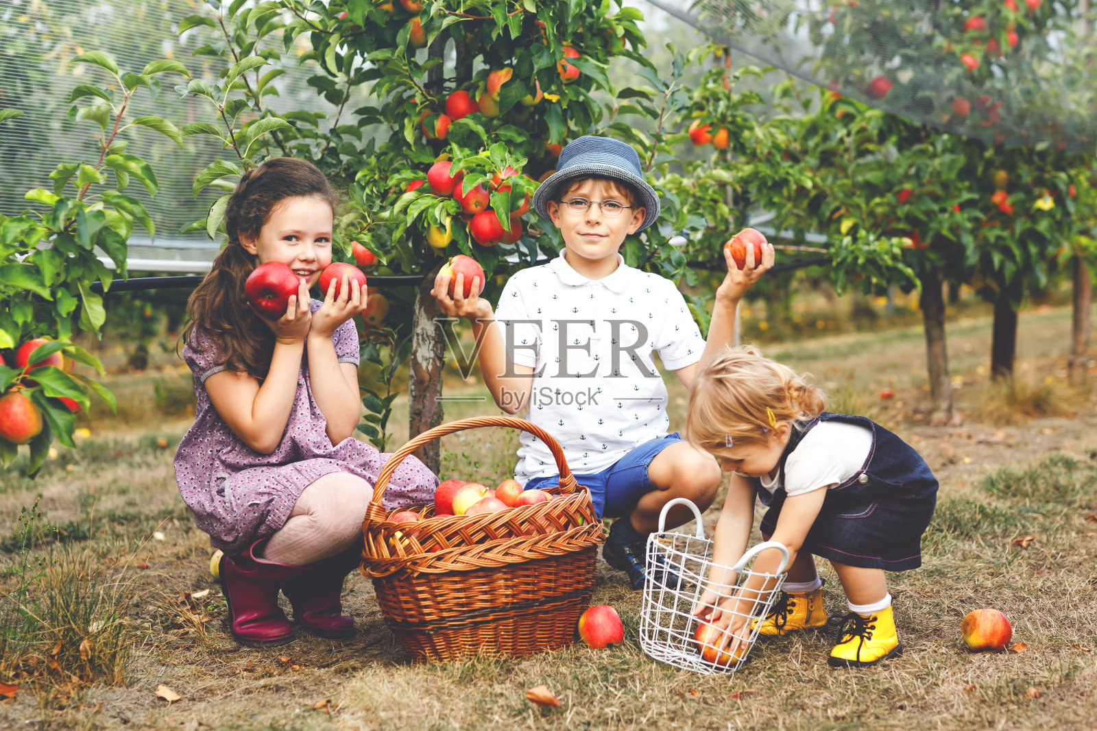 两个小女孩和小男孩在有机果园里拿着红苹果的肖像。快乐的兄弟姐妹们，孩子们，兄弟姐妹们从树上采摘成熟的果实，尽情玩乐。三的家庭。照片摄影图片