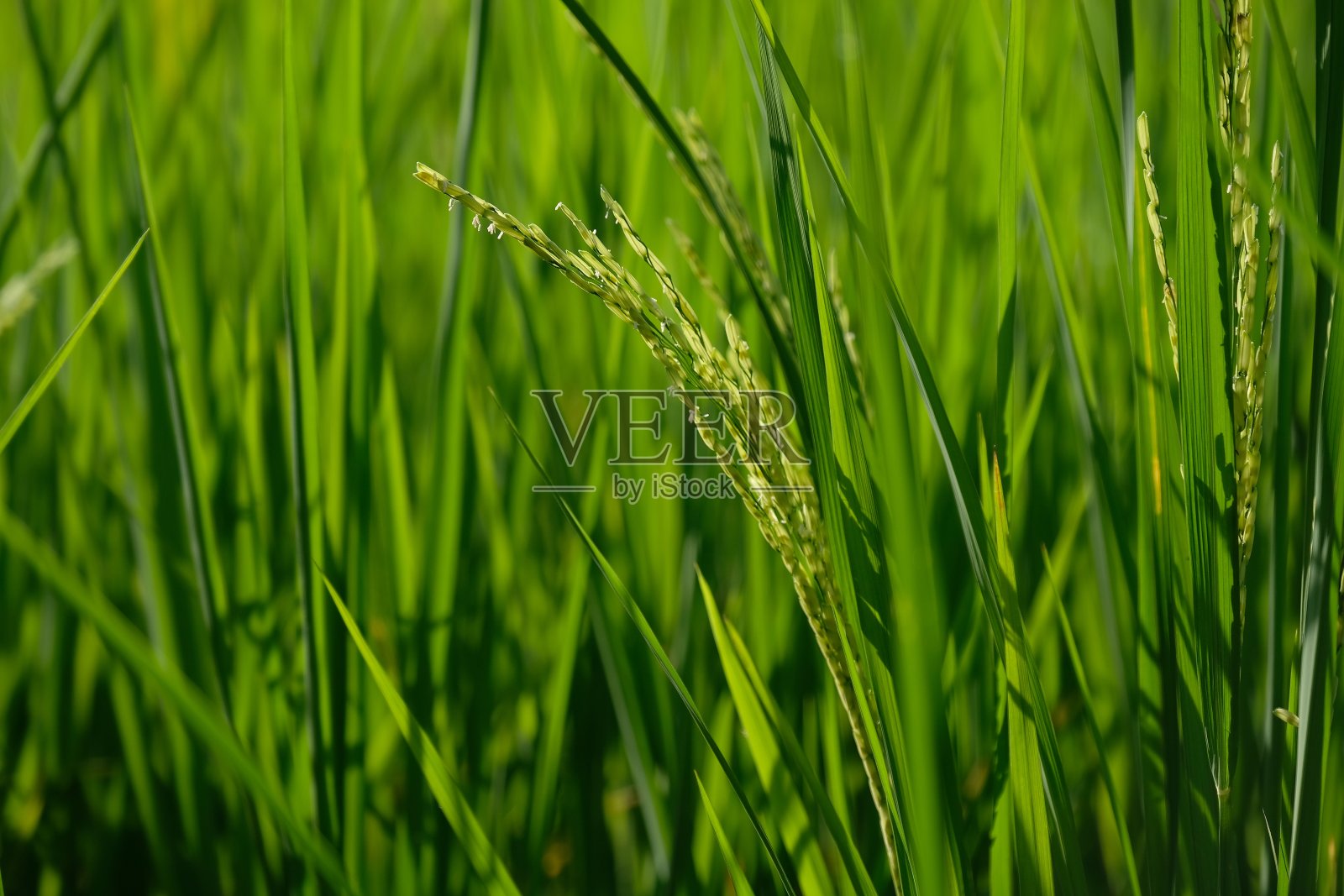 在早晨的阳光下，稻田里选择集中穗的水稻照片摄影图片