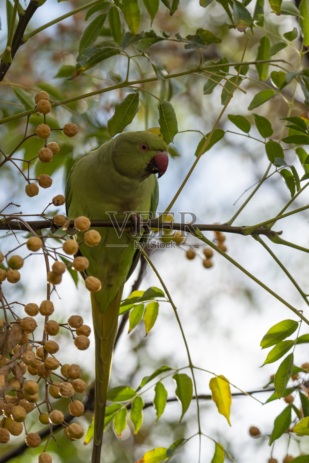 鹦鹉在树枝上。在耶路撒冷，绿色的印度鹦鹉在树枝上休息照片摄影图片