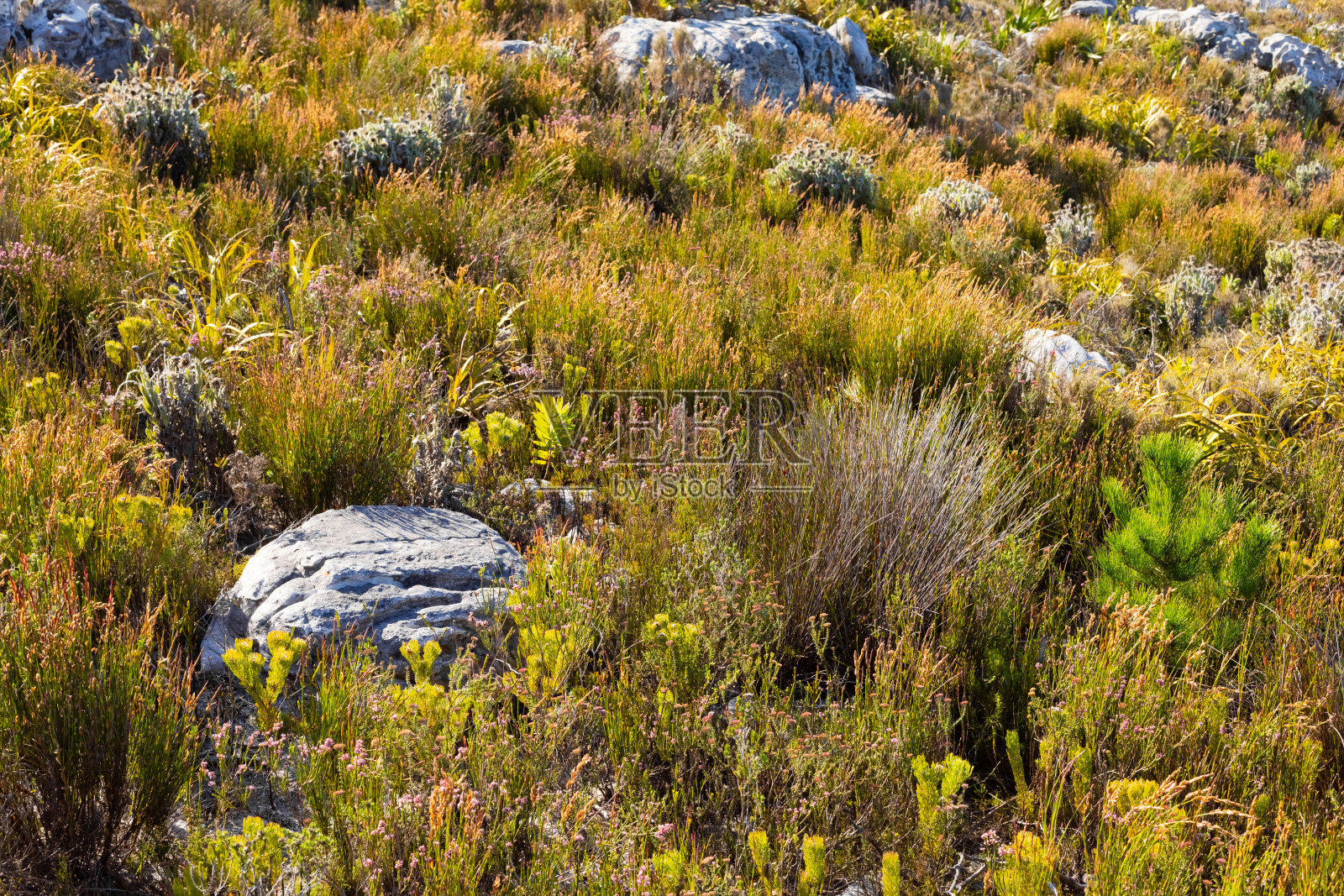 开普敦崎岖的山地景观与fynbos灌木植物群照片摄影图片