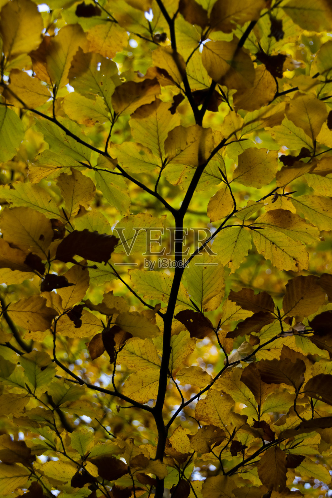 近距离观察多彩的秋天森林。金秋季节细节照片摄影图片