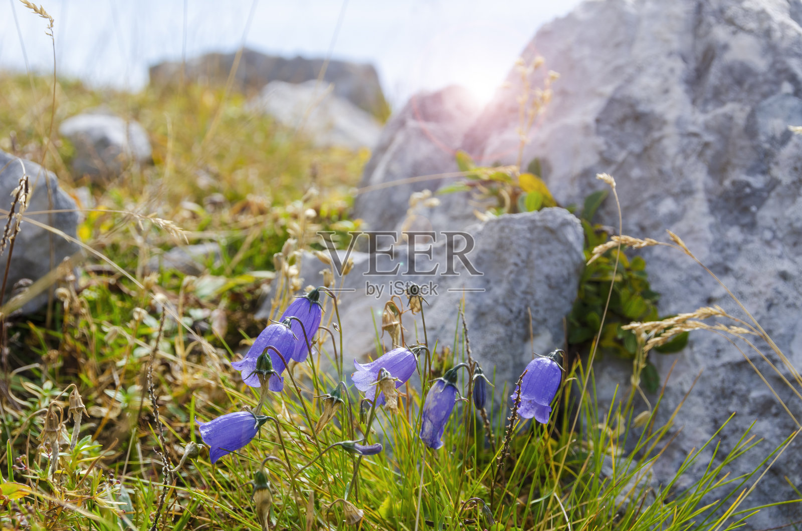 在朱利安阿尔卑斯山，斯洛文尼亚盛开的高山植物群。选择性聚焦于花照片摄影图片