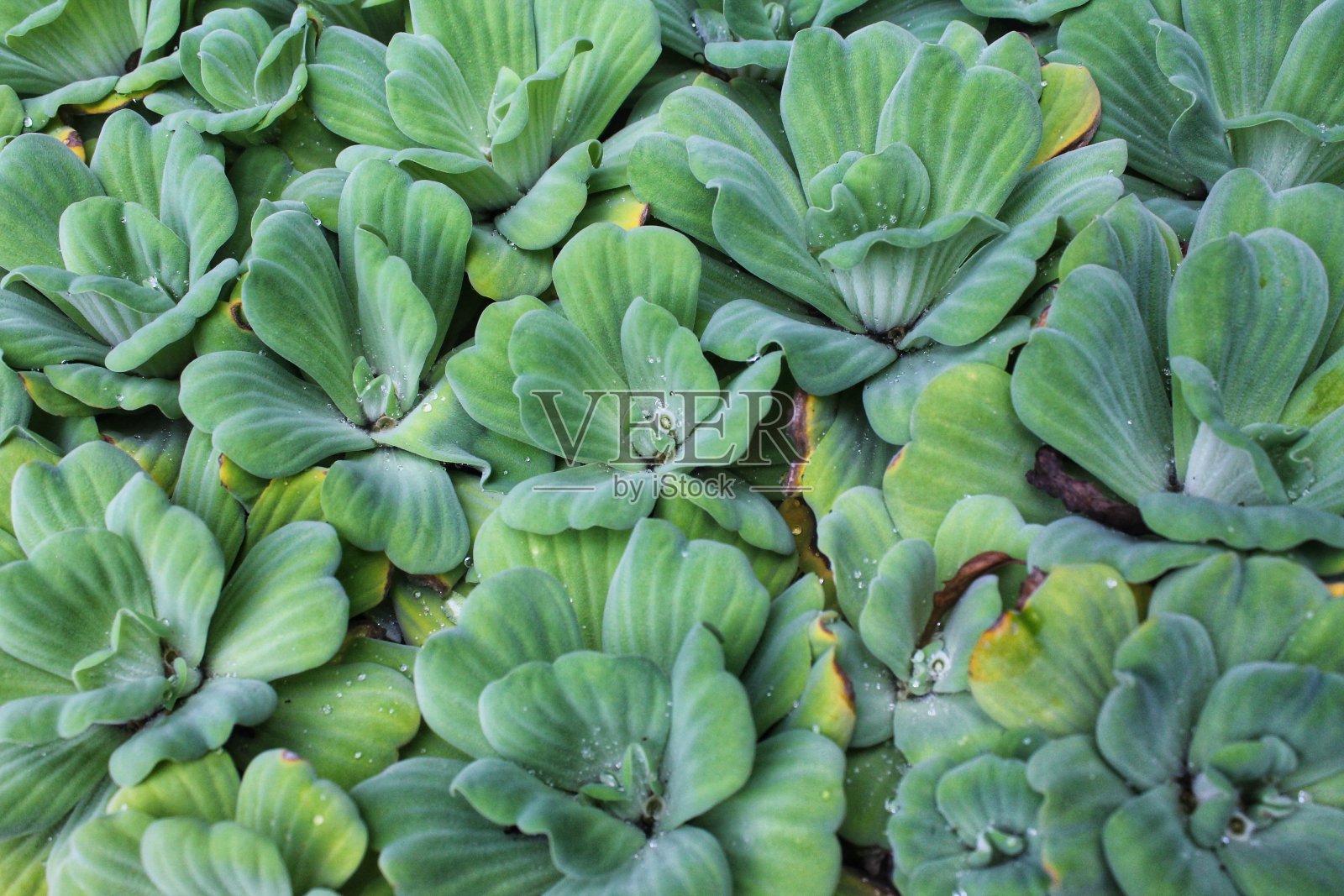 绿色水生植物群照片摄影图片