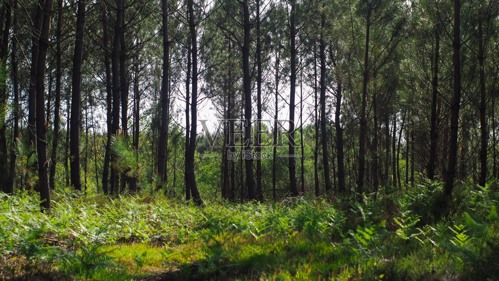 兰得斯森林中丰富的植物群照片摄影图片