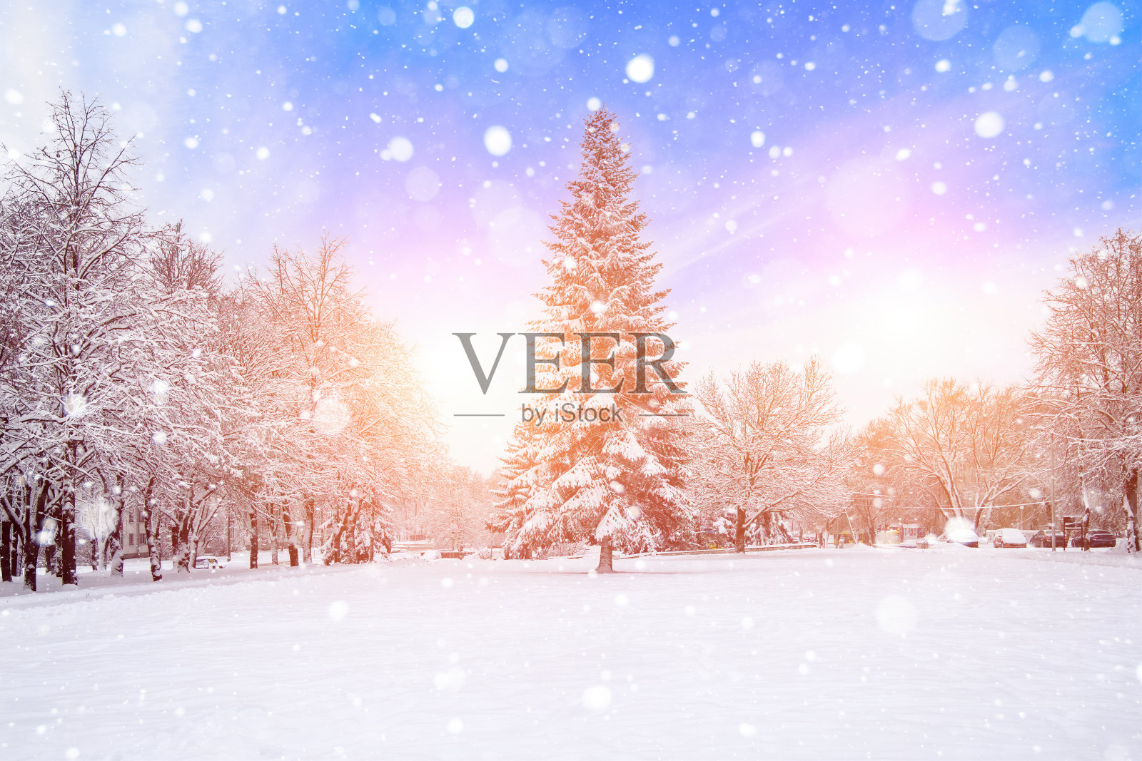 冬季圣诞景观。美丽的仙子雪云杉冬天。在白雪覆盖的公园里，圣诞树在黎明的阳光下闪闪发光。照片摄影图片