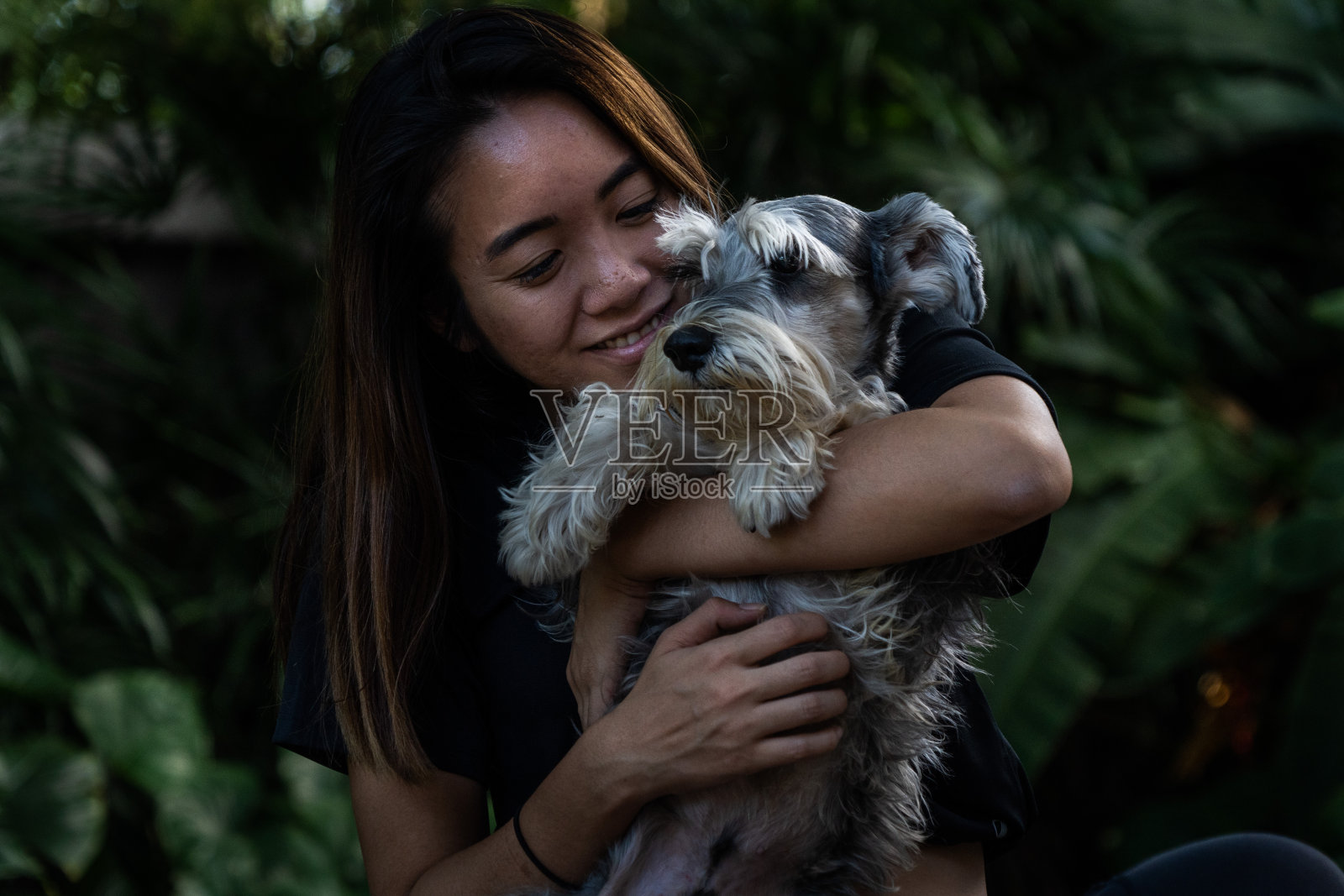 亚洲女人抱着迷你雪纳瑞犬照片摄影图片