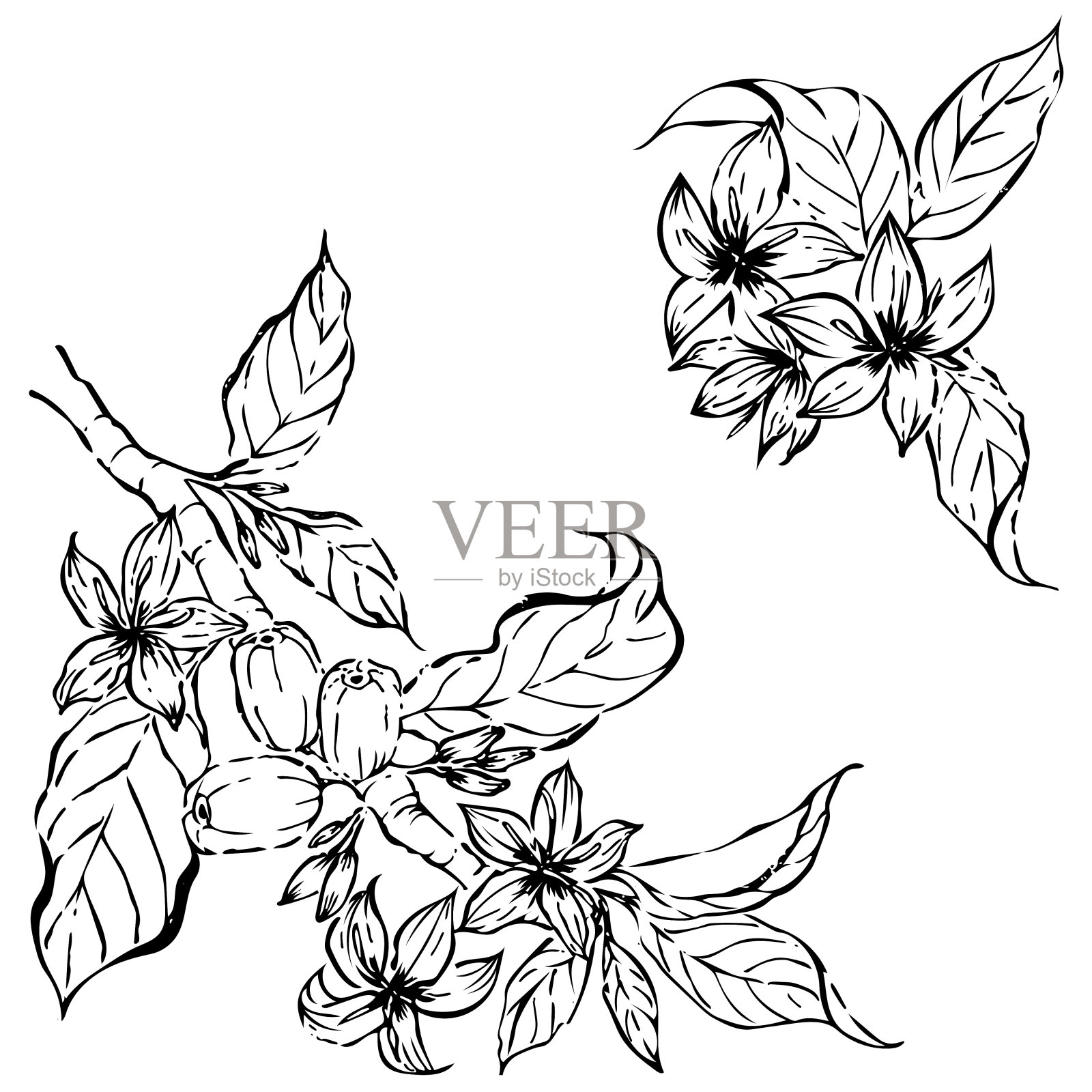 Coffee Flowers and Leaves Drawing 1104779 Vector Art at Vecteezy