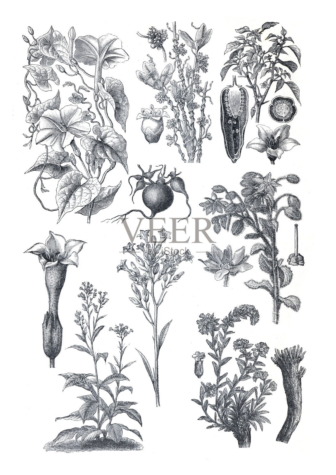 有机药用食品植物采集。比如番薯，菟丝子，辣椒，烟草，博拉戈·officinalis, alkanna tinctoria。手绘雕刻插图。基本食物的植物。设计元素图片