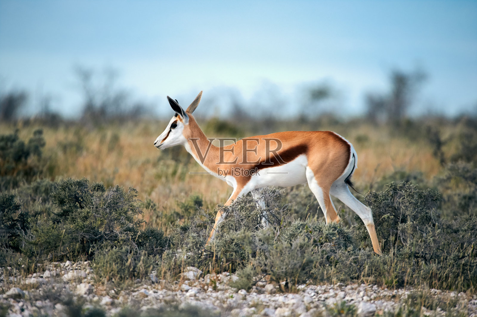 年轻的跳羚在大草原上行走。照片摄影图片