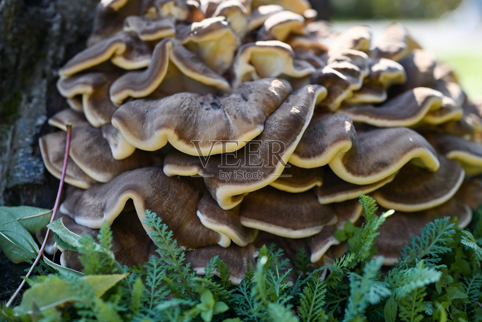 灰树花(羊头蘑菇，舞茸)。照片摄影图片