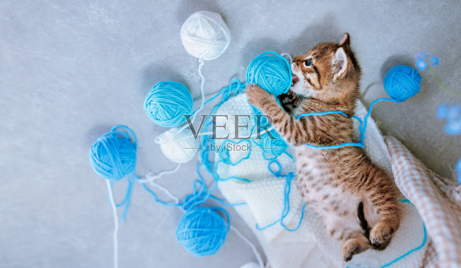 一只带条纹的小猫在玩毛线球照片摄影图片