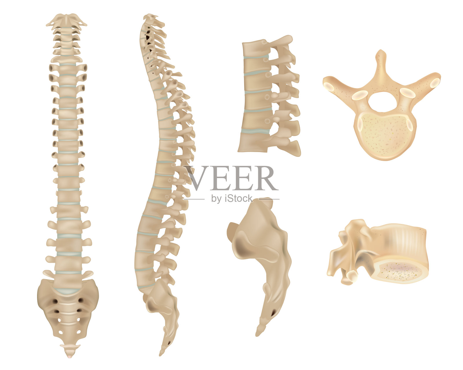 人体脊椎结构图背部-千图网