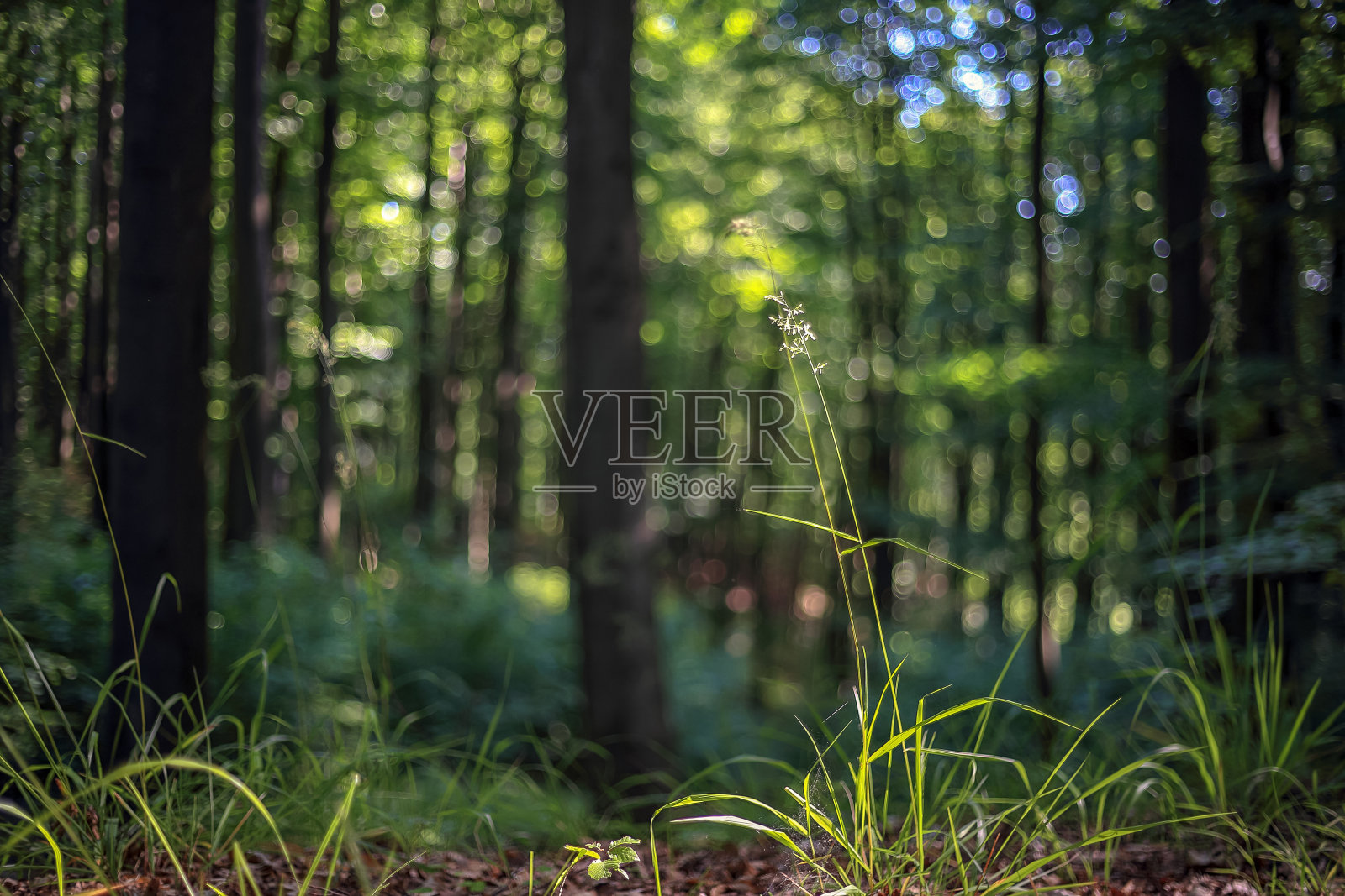 一片草叶映衬着模糊的森林光芒照片摄影图片