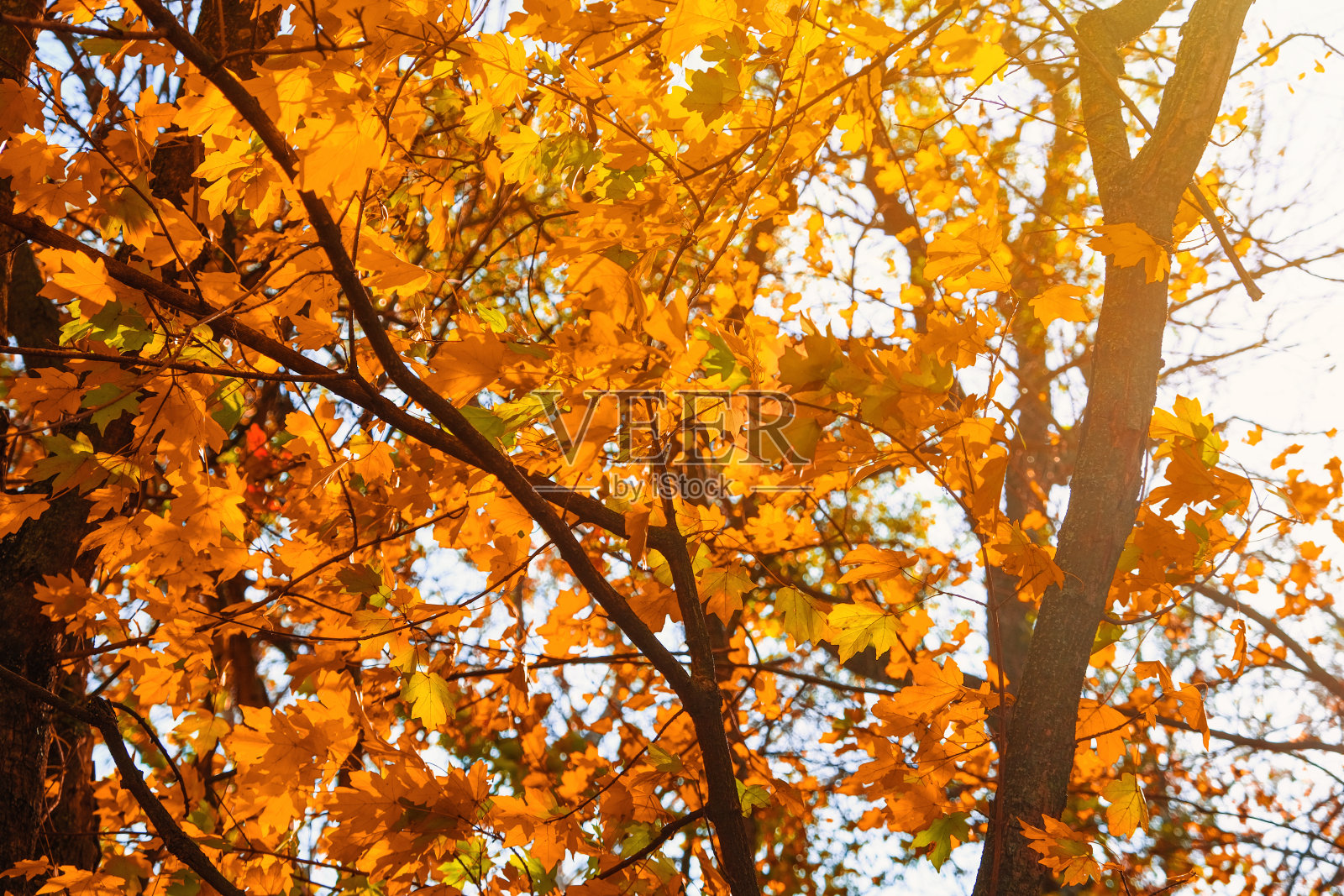 黄色、红色、橙色的秋叶映衬着秋天森林里的蓝天。秋天的概念。秋天的风景。照片摄影图片