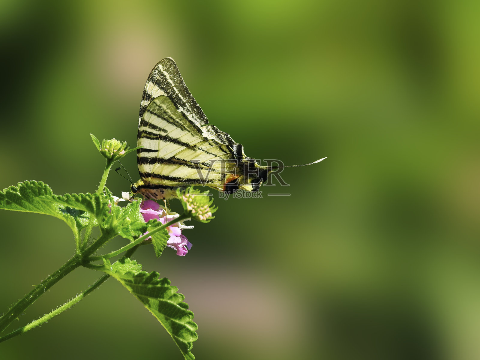 稀有燕尾蝶照片摄影图片