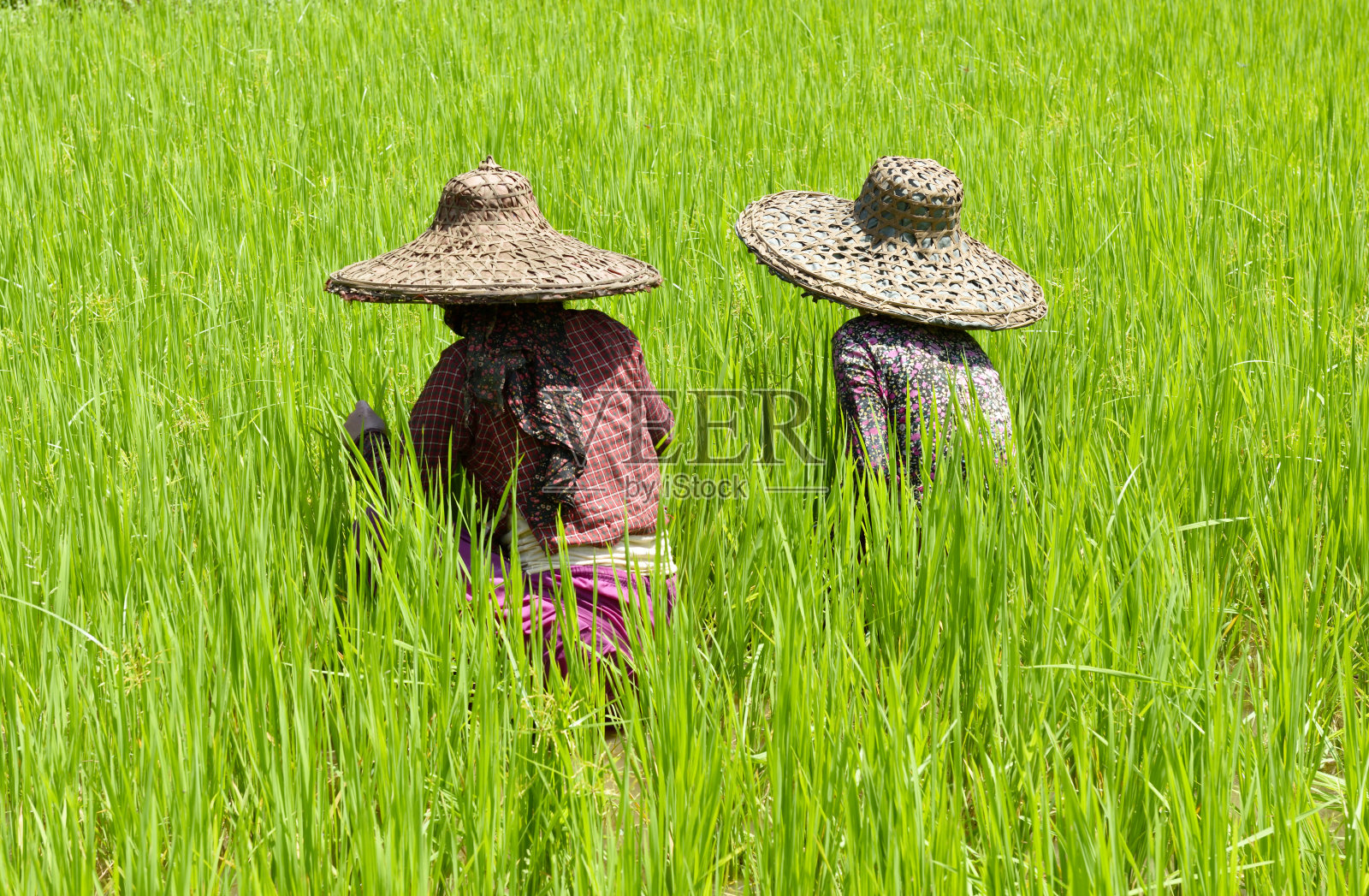 尼泊尔，绿色田野上的农民妇女照片摄影图片