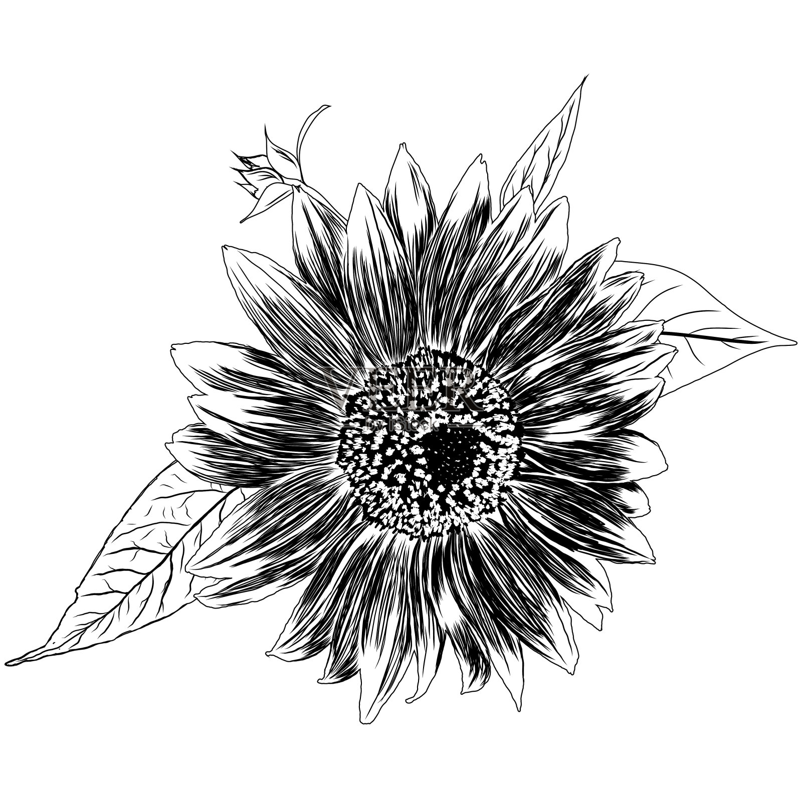 轮廓向日葵花与叶子。黑白艺术手绘花卉插图。草图绘制元素。矢量插图隔离在白色。插画图片素材