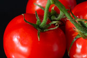 红行成熟的番茄与水滴发光。新鲜可口的西红柿中含有天然抗氧化剂。堆番茄孤立在黑色背景摄影图片