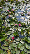 有粉红色睡莲的池塘摄影图片