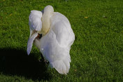 欧登塞草地上的一只天鹅摄影图片