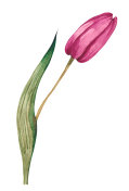 水彩郁金香花插图孤立的白色插画图片