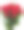 从红色玫瑰孤立在白色背木的彩色花束素材图片