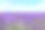 薰衣草花盛开的田野地平线。Valensole普罗旺斯,联邦铁路局素材图片