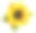 闪亮的黄色向日葵与绿色的叶子在白色的背景素材图片